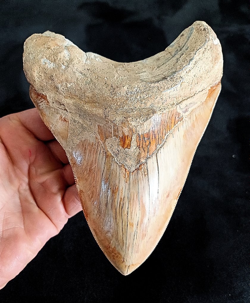 巨牙鯊 - 牙齒化石 - 149 mm - 113 mm #1.1