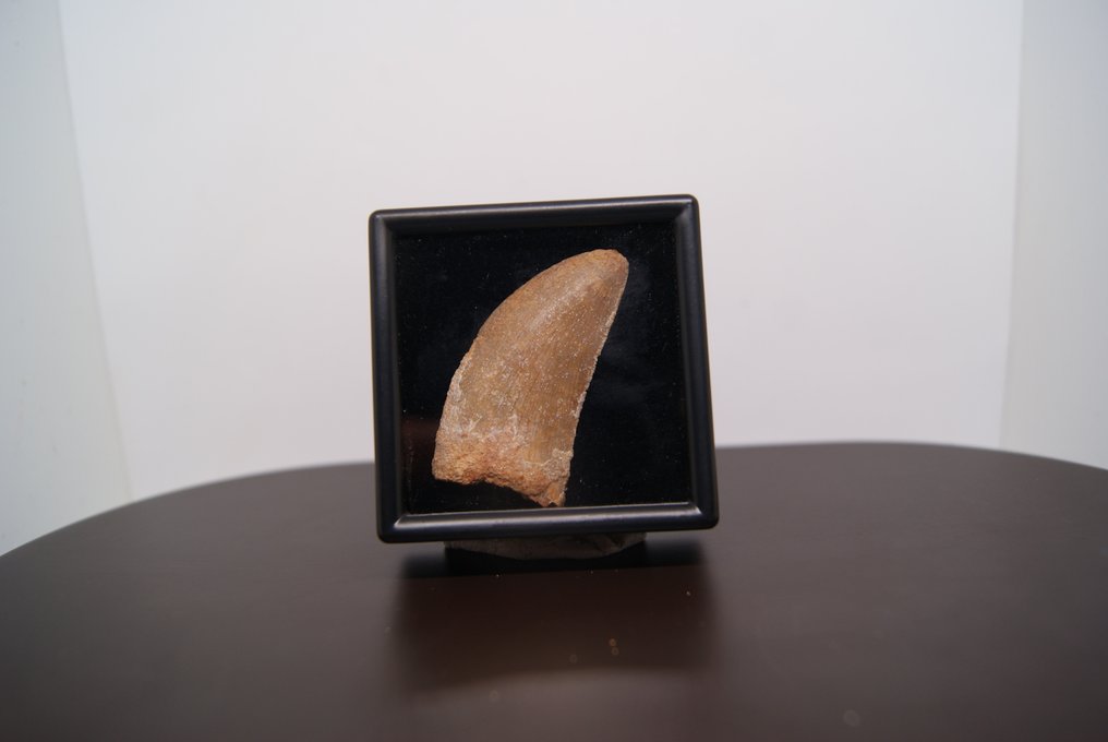 Large size very fine and sharp raptor - Fossil tooth - Abelisauridae #3.2