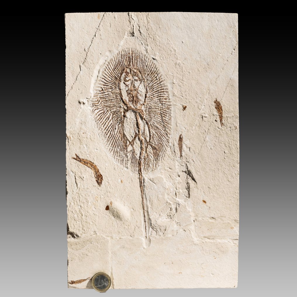 raggio affascinante e grande - raggio di sole del tipo più raro - Matrice fossile - Cyclobatis major - 32.6 cm - 20.3 cm #1.2