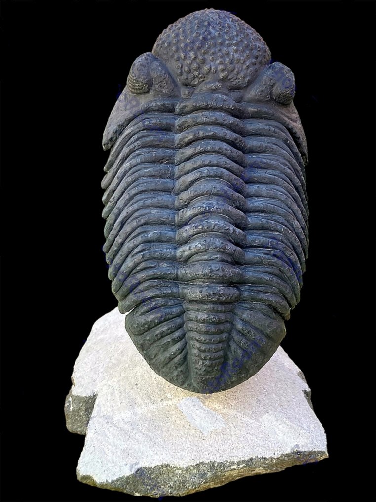 Impresionante especimen - Animal fosilizado - Drotops megalomanicus #1.2