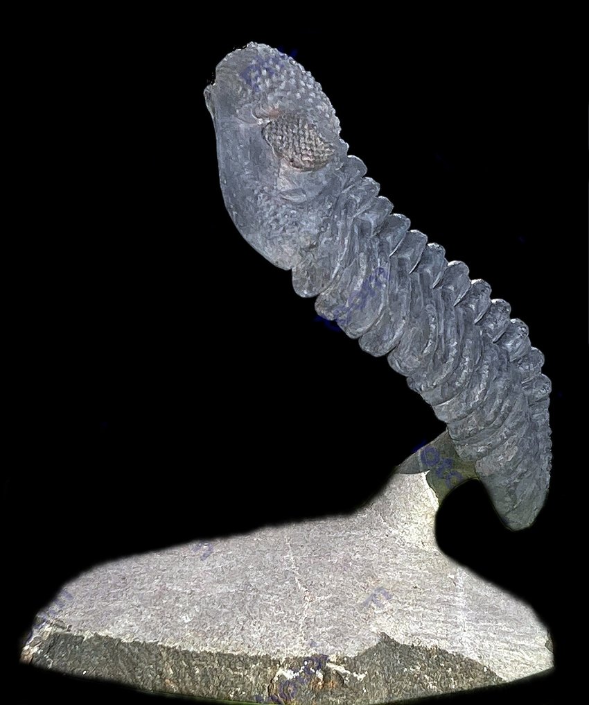 Exemplar impresionant - Animale fosilizate - Drotops megalomanicus #1.1