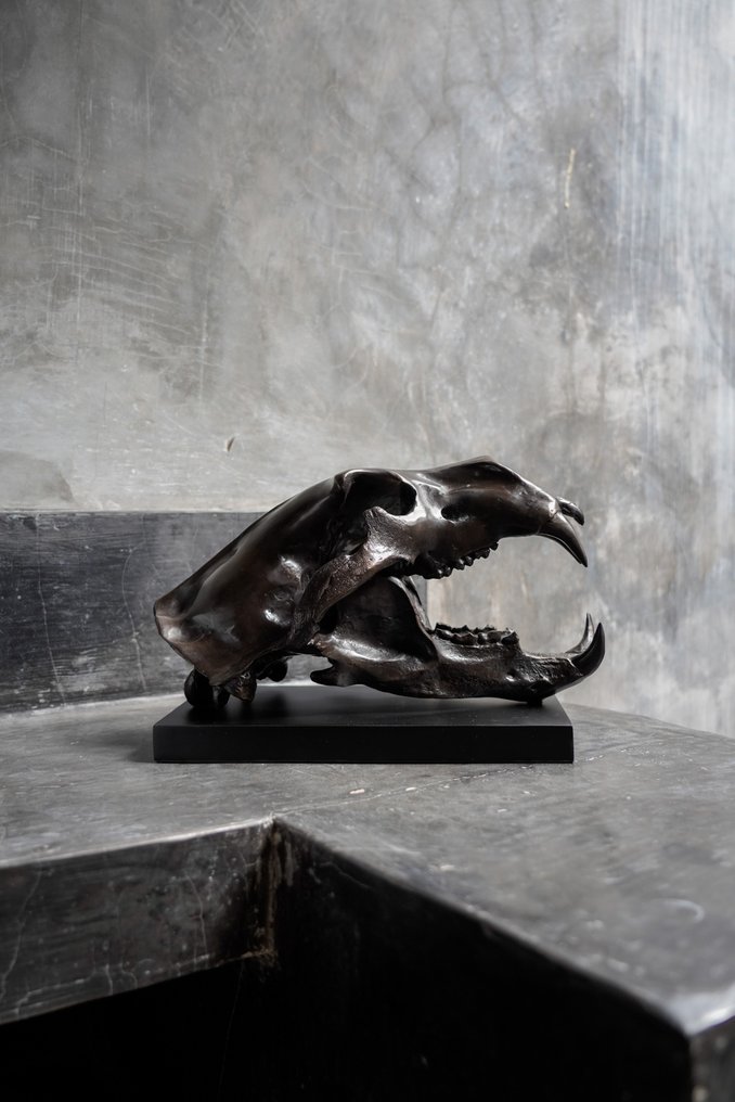 雕刻, Heavy Scale 1:1 Polar Bear skull in finest bronze - Ursus maritimus - 23 cm - 青銅色 #3.2