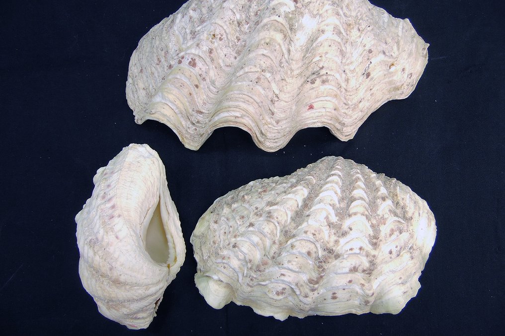 Coquilles d'escargots de mer assorties - Squelette - Tridacna sp. - 12 cm - 5 cm - 21 cm- CITES Annexe II - Annexe B dans l'UE #2.1