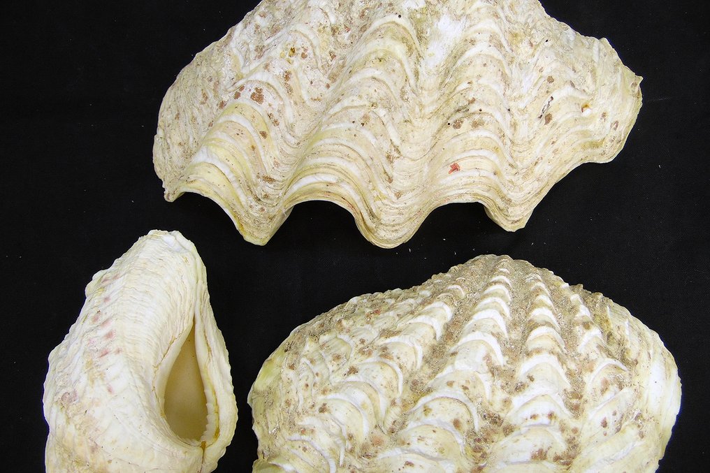 Assorted Clam Seasnail Shells -  Skelett - Tridacna sp. - 12 cm - 5 cm - 21 cm- CITES Anhang II - Anlage B in der EU #1.1