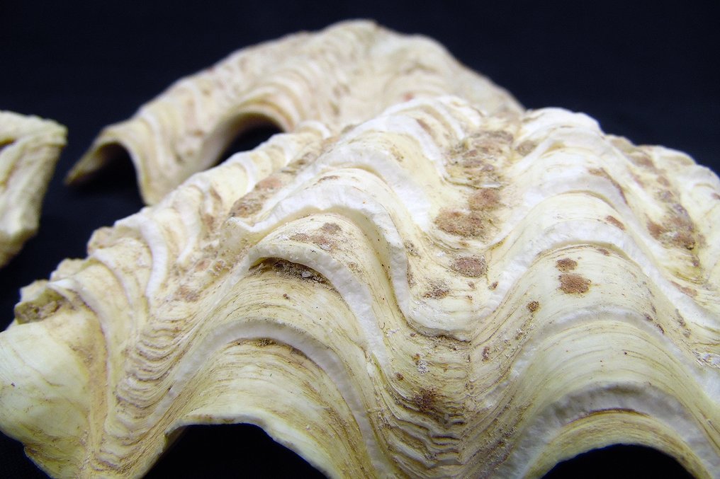 Assorted Clam Seasnail Shells -  Skelett - Tridacna sp. - 12 cm - 5 cm - 21 cm- CITES Anhang II - Anlage B in der EU #2.2