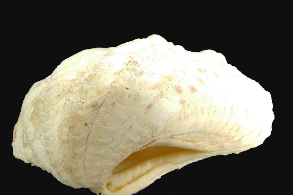Blandade musslor havsnagelskal - Skelett - Tridacna sp. - 12 cm - 5 cm - 21 cm- CITES Bilaga II - Bilaga B i EU #3.1