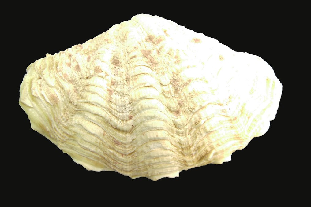 Blandade musslor havsnagelskal - Skelett - Tridacna sp. - 12 cm - 5 cm - 21 cm- CITES Bilaga II - Bilaga B i EU #3.2