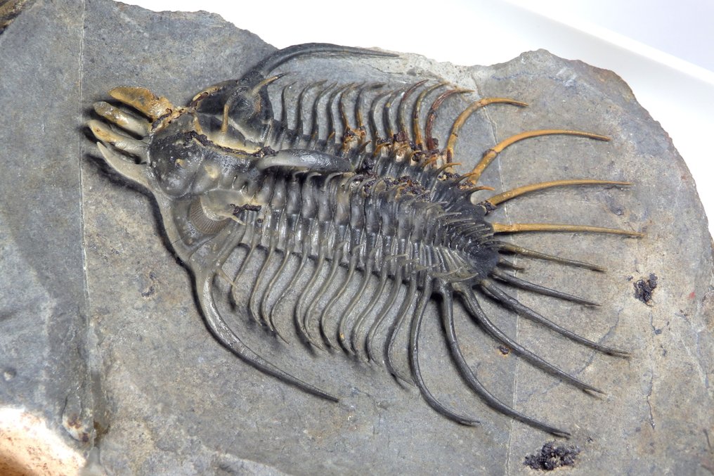 Stacheliger Trilobit - Tierfossil - Quadrops Flexuosa - 8,3 cm #3.3