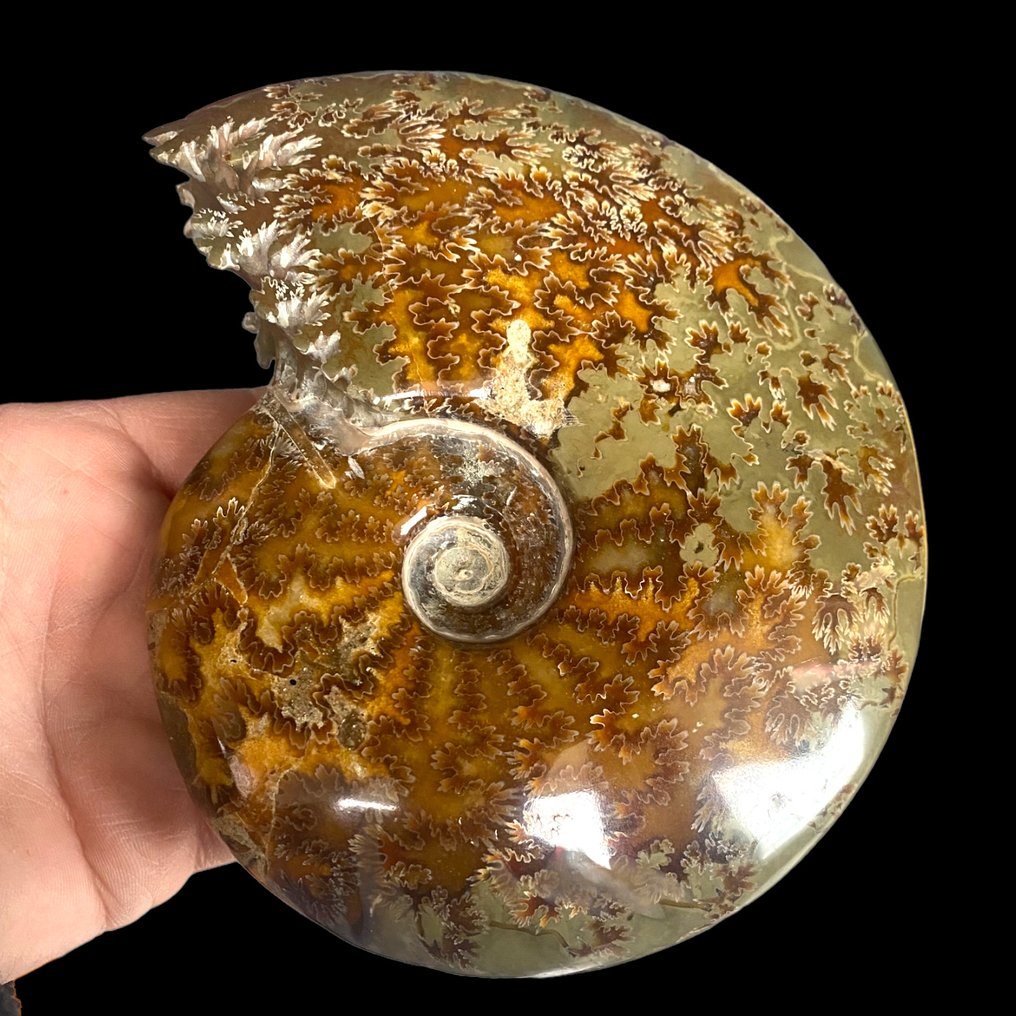 Forstenet dyr - Top Quality Ammonith - 16 cm - #2.1