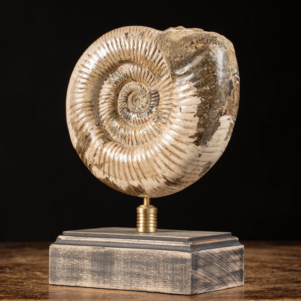 Ammonit - Træ og messing base - Forstenet dyr - Perisphinctid - 23 cm - 14.5 cm #2.1