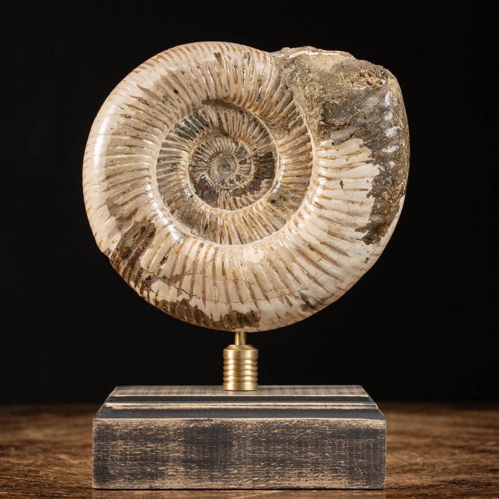 Ammonite - Wood and Brass Base - Fossilised animal - Perisphinctid - 23 cm - 14.5 cm #1.1