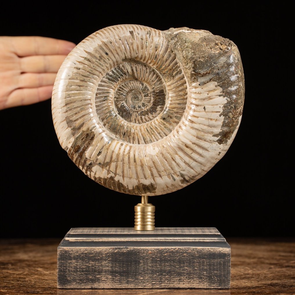 Ammonite - Wood and Brass Base - Fossilised animal - Perisphinctid - 23 cm - 14.5 cm #1.2