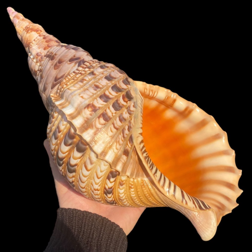 Large Shell "Triton" - Large Shell "Triton" - XL gyűjthető kagyló Tengeri kagyló - Charonia Tritonis - 370×180×180 mm #1.1