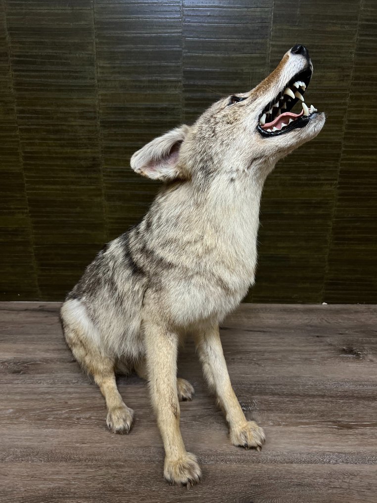 郊狼 动物标本剥制全身支架 - Canis latrans - 71 cm - 45 cm - 70 cm - 非《濒危物种公约》物种 - 1 #2.1