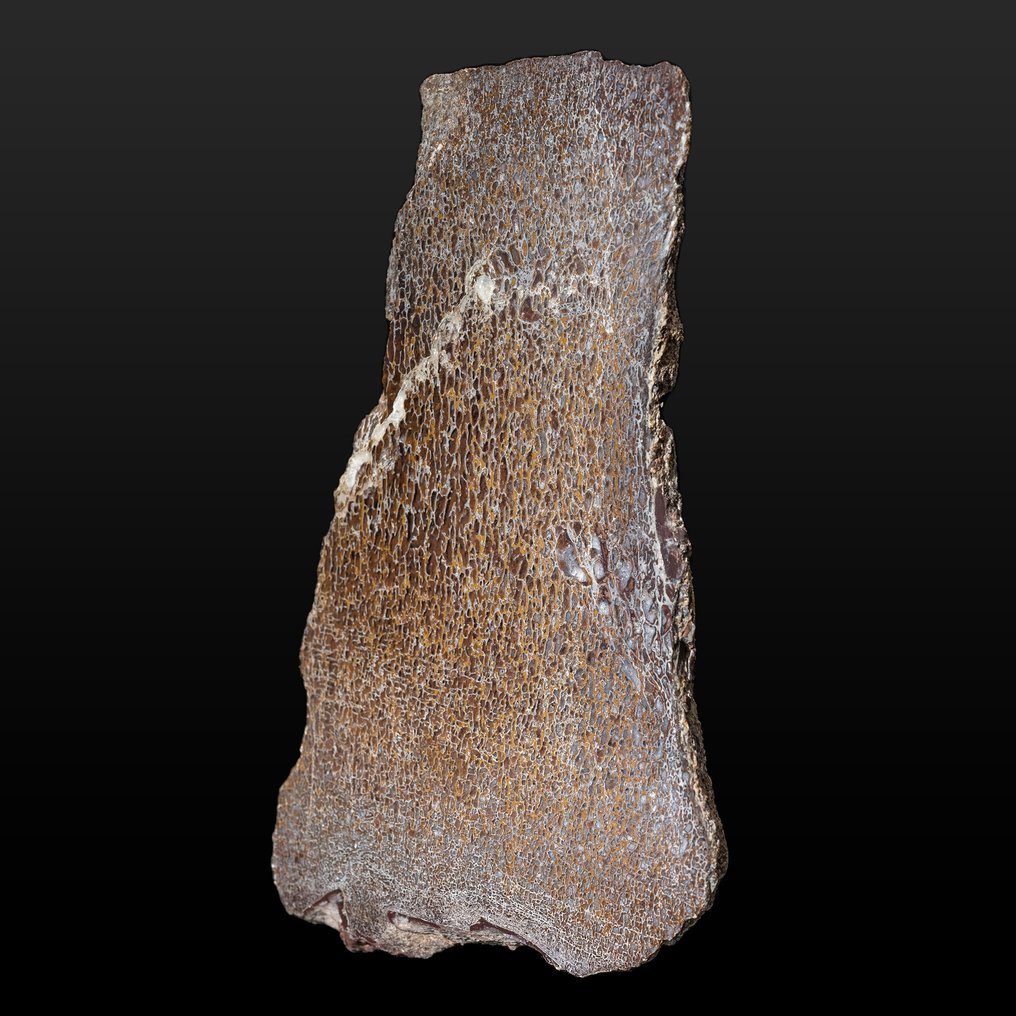 Fantastic Gembone - hueso de dinosaurio mineralizado - Hueso fósil - Dinosauria - 18.5 cm - 11.5 cm #1.1