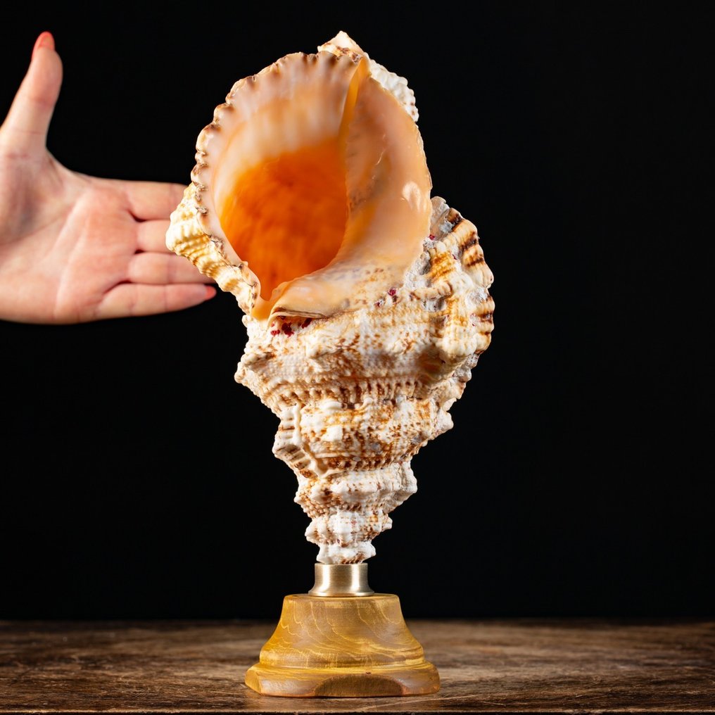 Grande Conchiglia op een ornamentale basis. Zeeschelp - Tutufa Bubo - 305×145×138 mm #1.0