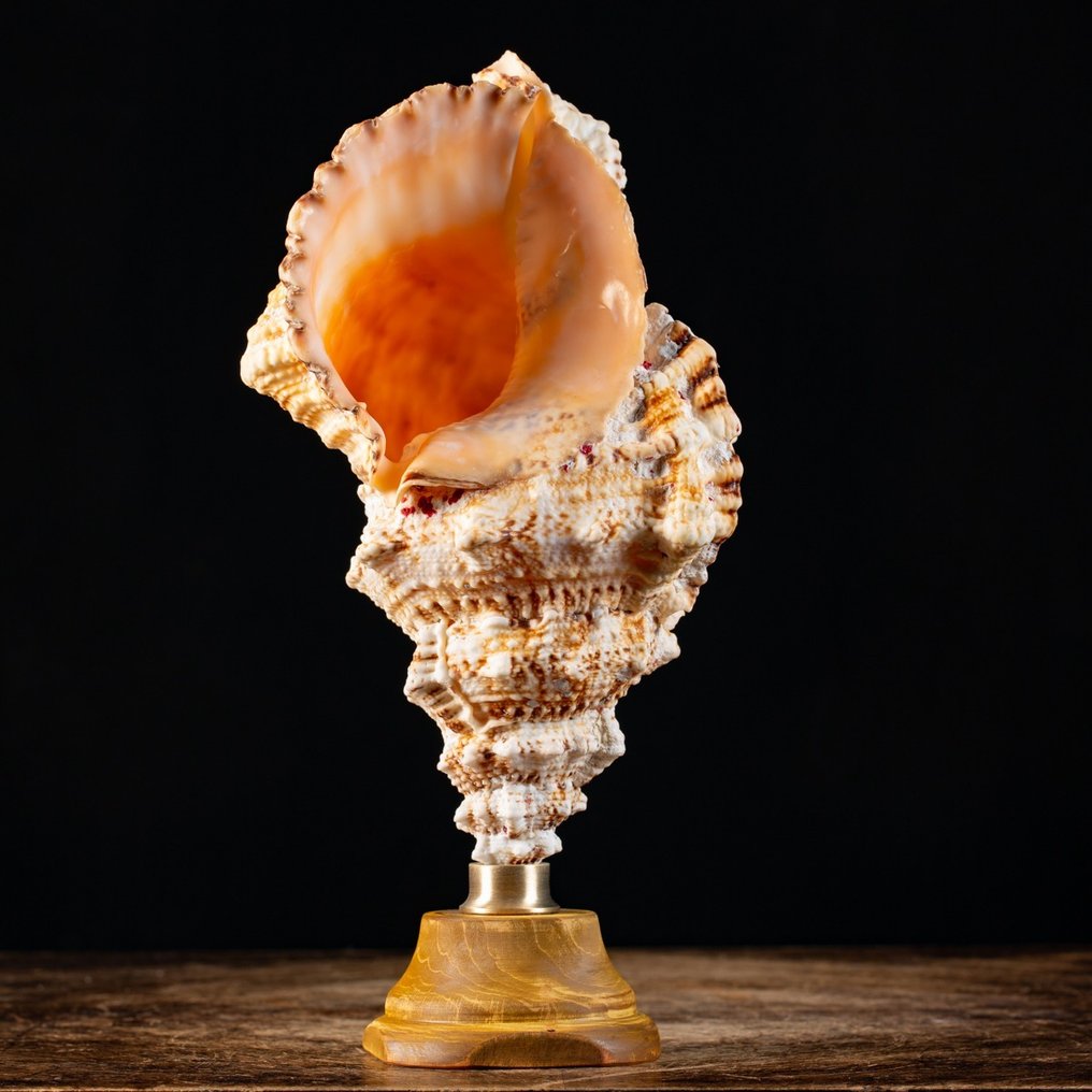 Grande Conchiglia op een ornamentale basis. Zeeschelp - Tutufa Bubo - 305×145×138 mm #1.0