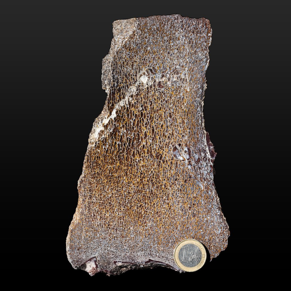 fantastischer Gembone - mineralisierter Dinosaurierknochen - Fossiler Knochen - Dinosauria - 18.5 cm - 11.5 cm #1.2