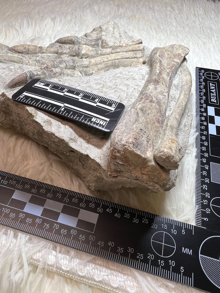 鹦鹉嘴龙 - 矩阵化石 - 18 cm - 4 cm #3.1