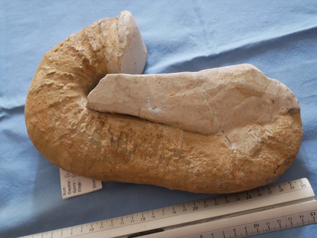 Ammonite - Guscio/conchiglia - AUDOULICERAS Audouli - 28×17×7 cm #2.2