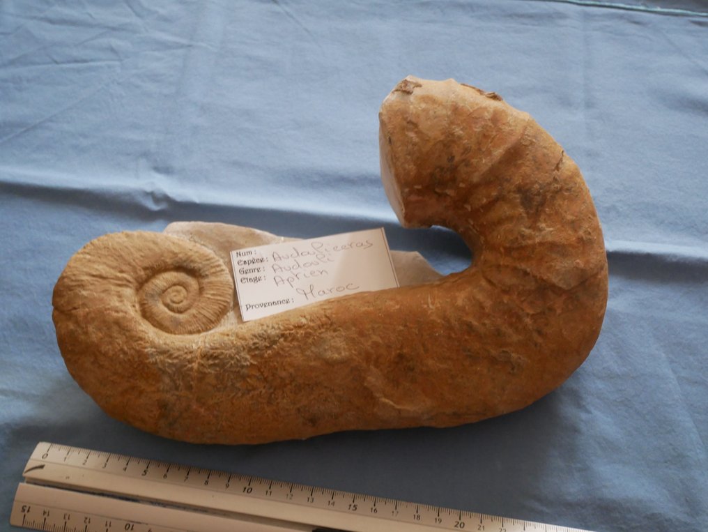 Ammonite - Guscio/conchiglia - AUDOULICERAS Audouli - 28×17×7 cm #1.1