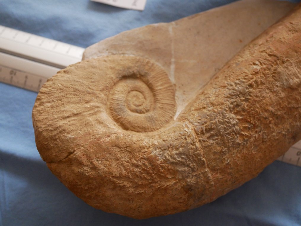 Ammonite - Guscio/conchiglia - AUDOULICERAS Audouli - 28×17×7 cm #2.1