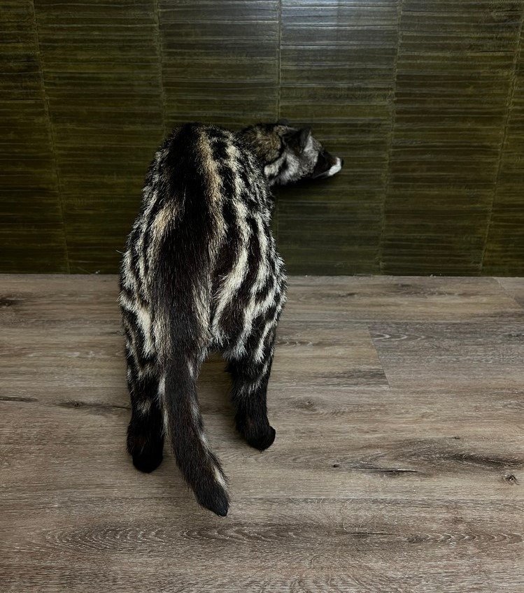 非洲灵猫 动物标本剥制全身支架 - Civettictis civetta - 44 cm - 35 cm - 80 cm - 《濒危物种贸易公约》附录三 - 欧盟附件C - 1 #2.1