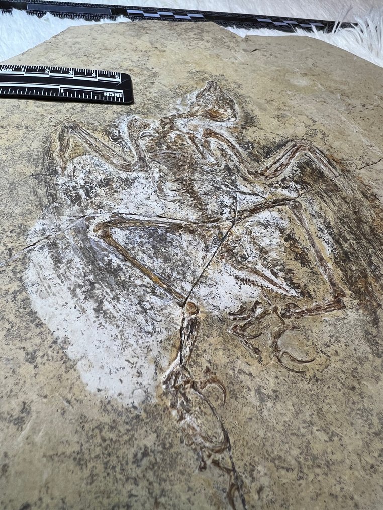 fosilă de pasăre - Matrice fosilă - Enantiornithes #2.1