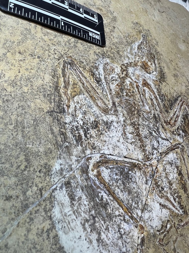 vogel fossiel - Fossiele matrix - Enantiornithes #3.1