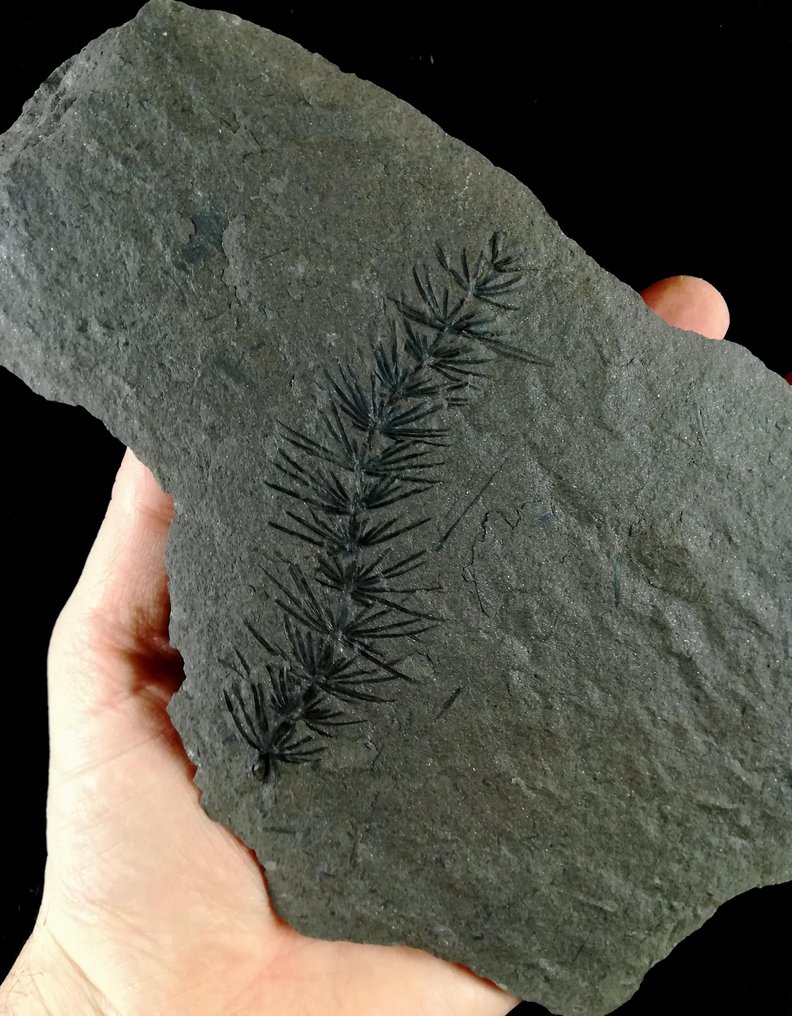 Fossile Pflanze mit außergewöhnlicher Erhaltung!! - Schachtelhalm (Equisetales) - Versteinerte Pflanze - Asterophyllites equisetiformis (SCHLOTHEIM;  BRONGNIART, 1828) - 20 cm - 13 cm #1.1