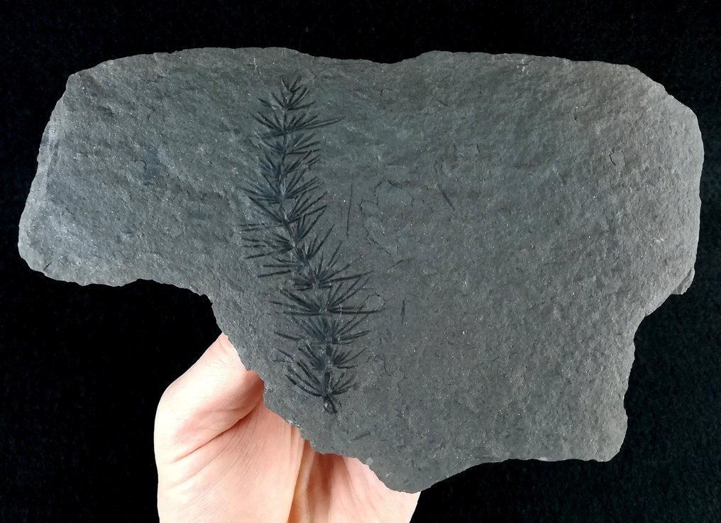 Fossil plant with exceptional preservation!! - Horsetail (equisetales) - Fossilised plant - Asterophyllites equisetiformis (SCHLOTHEIM;  BRONGNIART, 1828) - 20 cm - 13 cm #1.2
