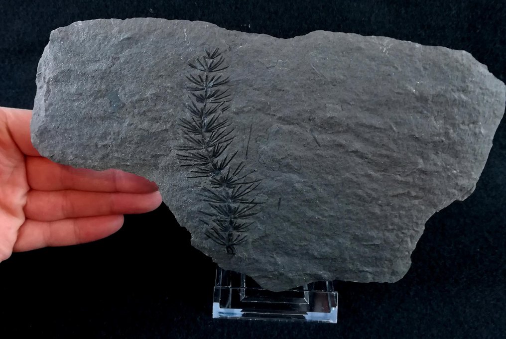Pianta fossile dalla conservazione eccezionale!! - Equiseto (equiseti) - Pianta fossilizzata - Asterophyllites equisetiformis (SCHLOTHEIM;  BRONGNIART, 1828) - 20 cm - 13 cm #3.2