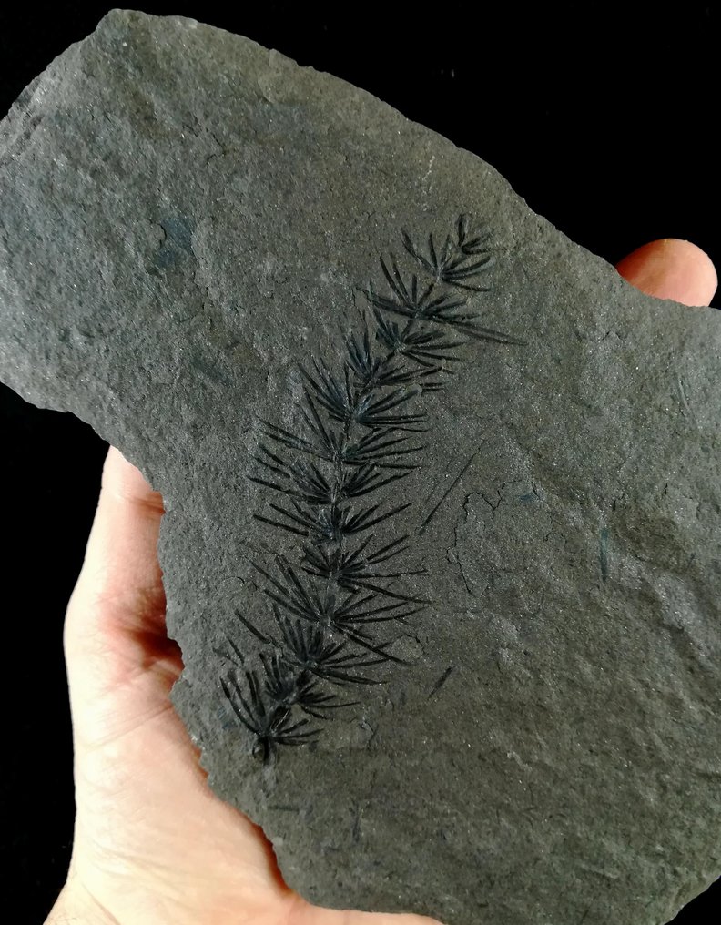 Fosszilis növény kivételes megőrzéssel!! - Zsurló (equisetales) - Fosszilizálódott növény - Asterophyllites equisetiformis (SCHLOTHEIM;  BRONGNIART, 1828) - 20 cm - 13 cm #3.1
