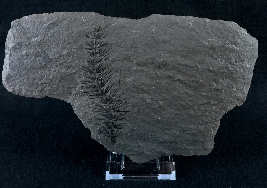 Pianta fossile dalla conservazione eccezionale!! - Equiseto (equiseti) - Pianta fossilizzata - Asterophyllites equisetiformis (SCHLOTHEIM;  BRONGNIART, 1828) - 20 cm - 13 cm #1.3