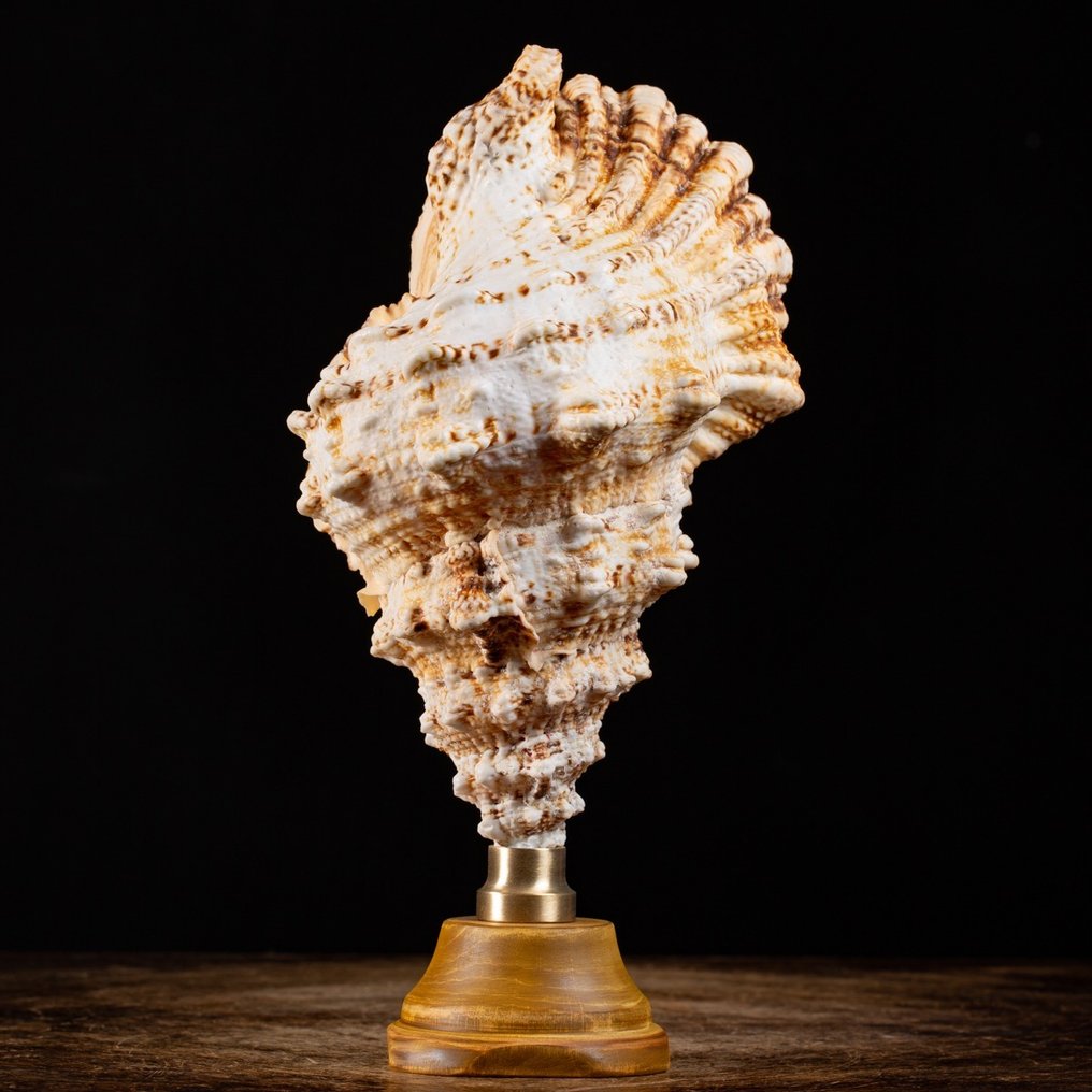 Γιγαντιακός βάτραχος σαλιγκάρι - Καλλιτεχνική βάση από ξύλο και μπρούντζο. Κοχύλι - Tutufa Bubo (Linnaeus, 1758) - 305×150×130 mm #3.2