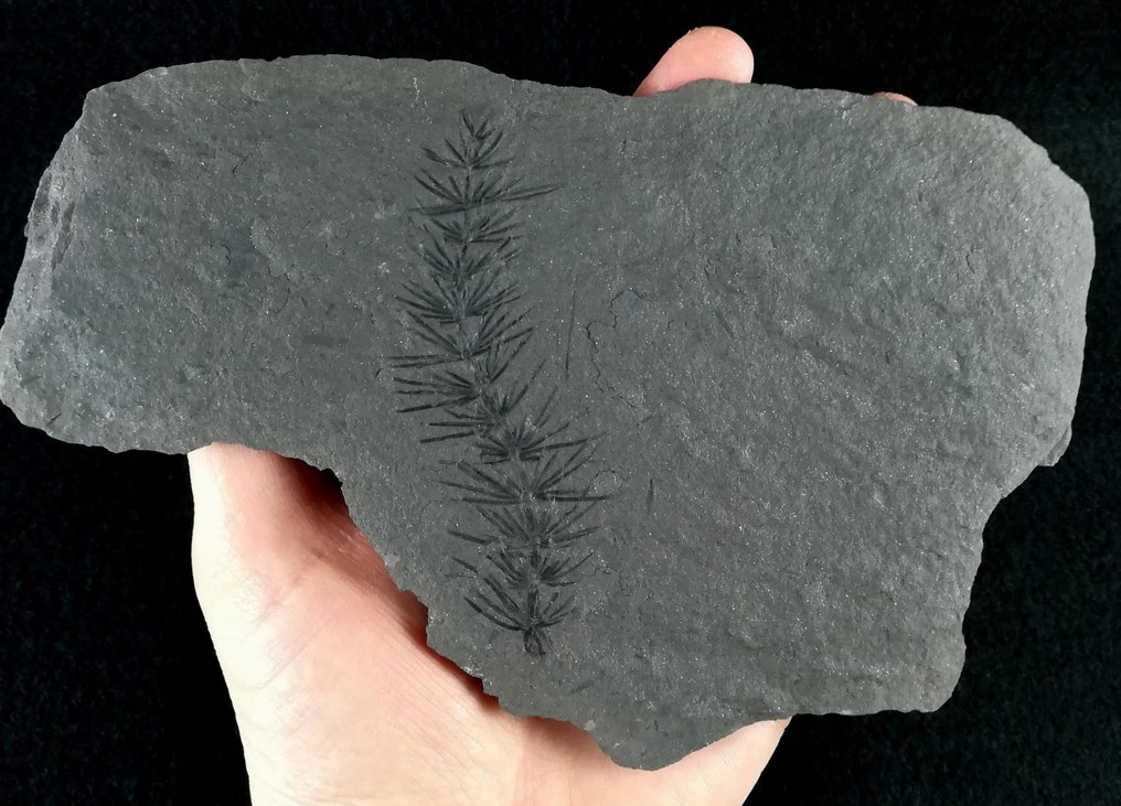 Fossile Pflanze mit außergewöhnlicher Erhaltung!! - Schachtelhalm (Equisetales) - Versteinerte Pflanze - Asterophyllites equisetiformis (SCHLOTHEIM;  BRONGNIART, 1828) - 20 cm - 13 cm #2.1