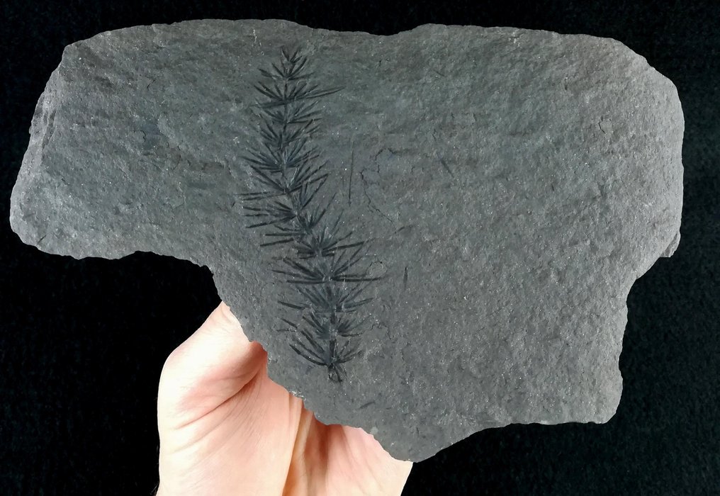 保存完好的植物化石！！ - 马尾草（木贼目） - 化石植物 - Asterophyllites equisetiformis (SCHLOTHEIM;  BRONGNIART, 1828) - 20 cm - 13 cm #3.3