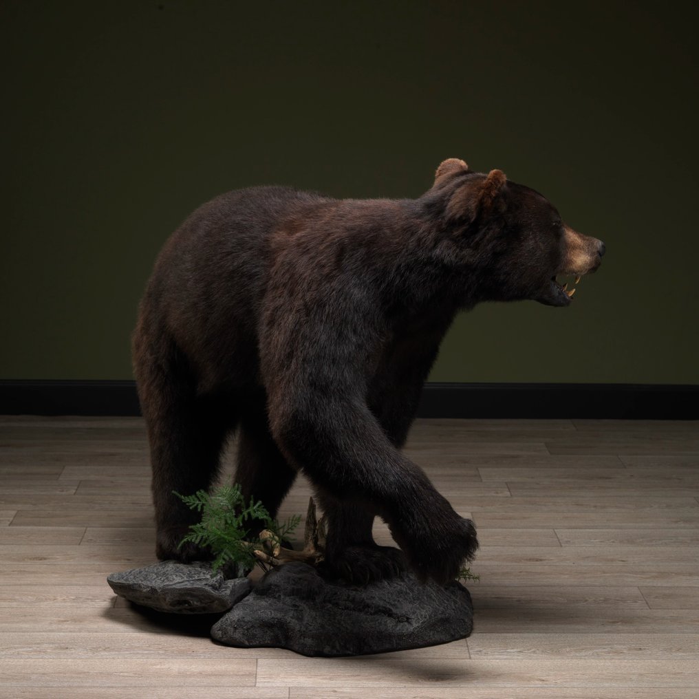 North American Black Bear Taxidermie montură corp întreg - Ursus americanus - 102 cm - 85 cm - 130 cm - CITES Anexa II - Anexa B din UE - 1 #2.1
