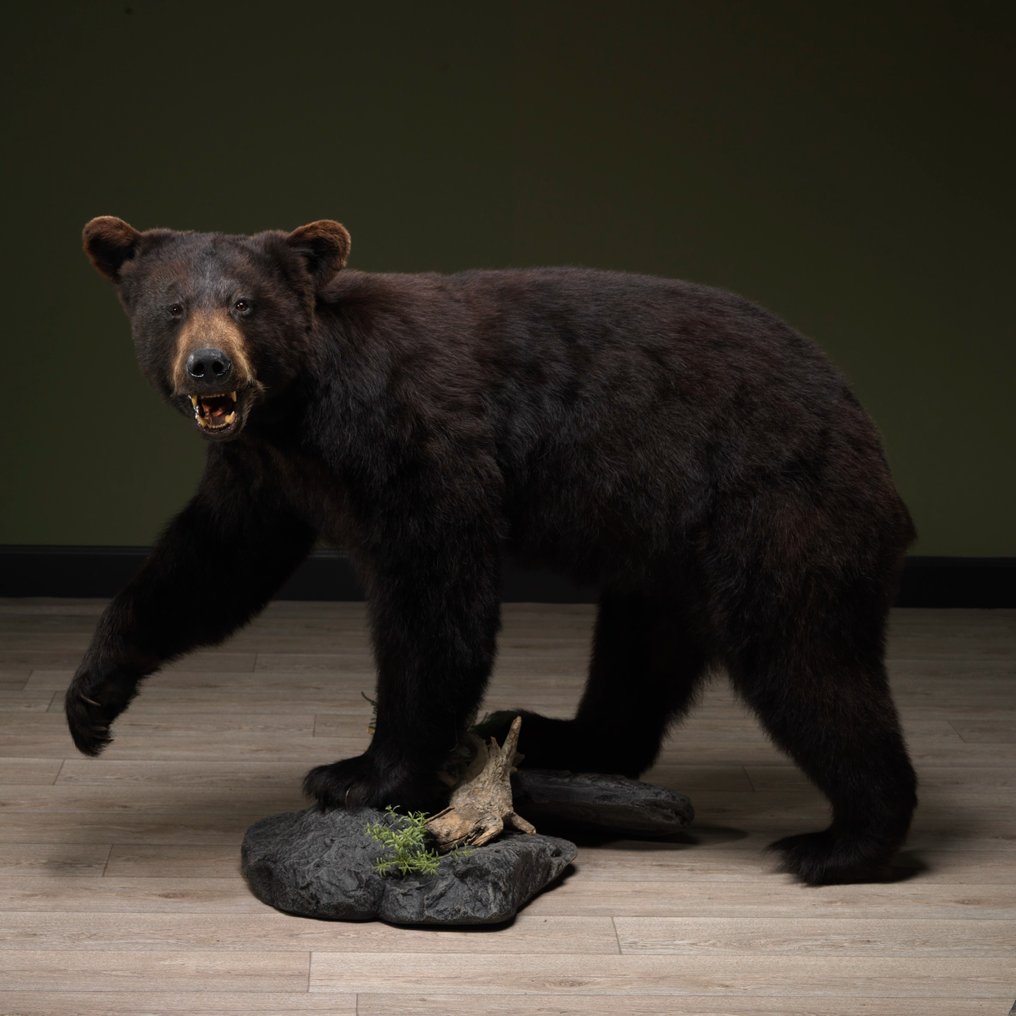 North American Black Bear Taxidermie montură corp întreg - Ursus americanus - 102 cm - 85 cm - 130 cm - CITES Anexa II - Anexa B din UE - 1 #1.1
