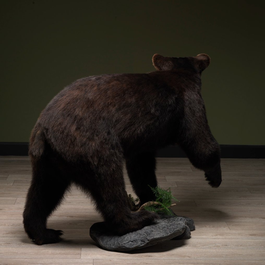 North American Black Bear Taxidermie montură corp întreg - Ursus americanus - 102 cm - 85 cm - 130 cm - CITES Anexa II - Anexa B din UE - 1 #1.2