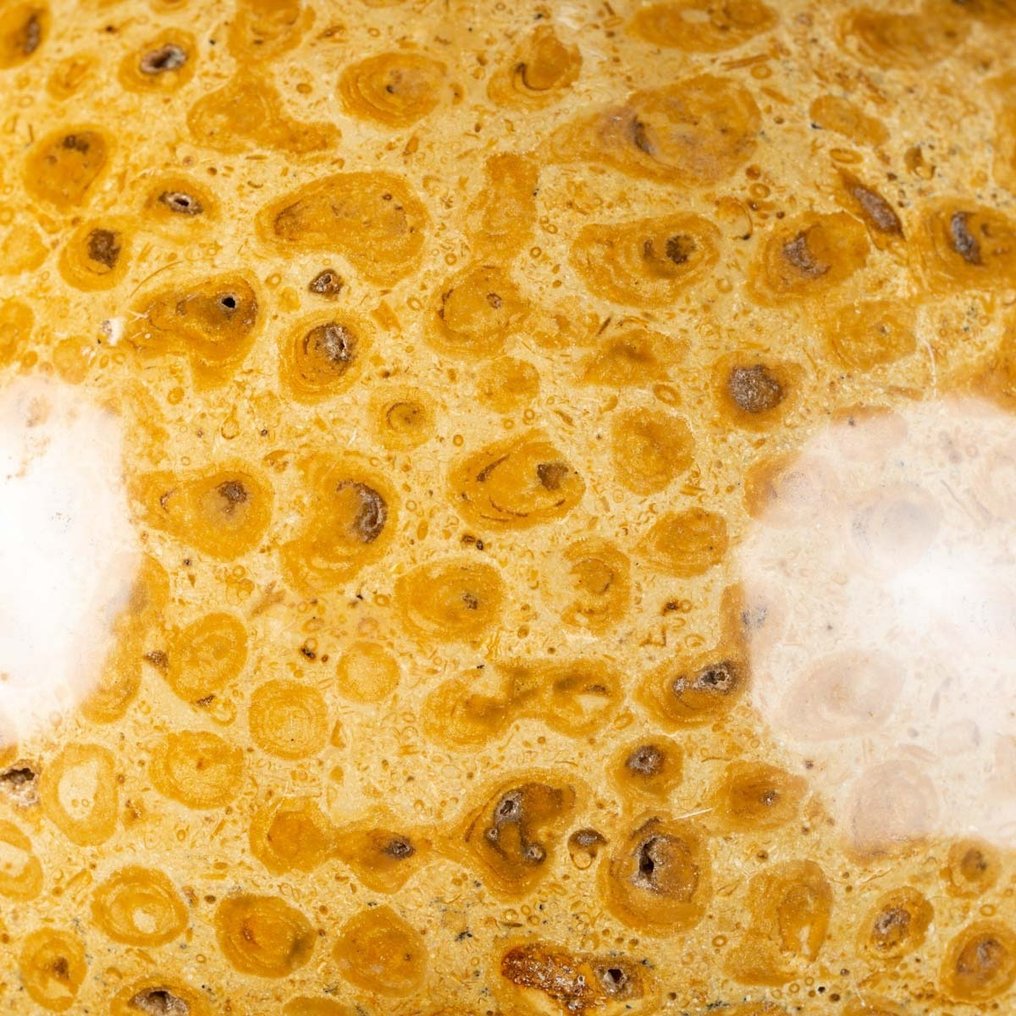 壮丽的化石珊瑚球体 - 高度: 200 mm - 闊度: 200 mm- 10.06 kg #3.2