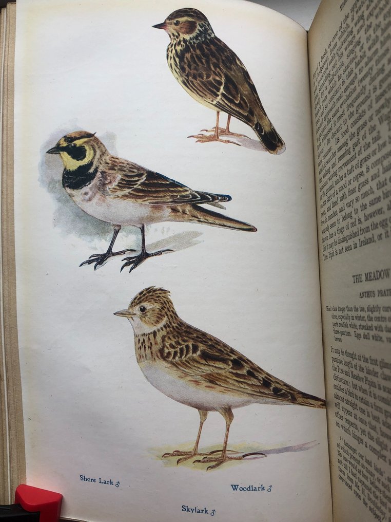 C.A Johns. - British Birds in their hunts. (64 coloured plates) - 1909 #4.3