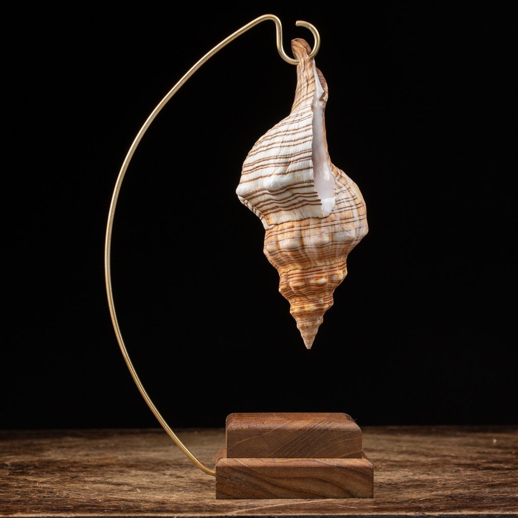Trapezium Horse Conch on Custom Stand Sea shell - Pleuroploca Trapezium - 255×140×80 mm #2.1