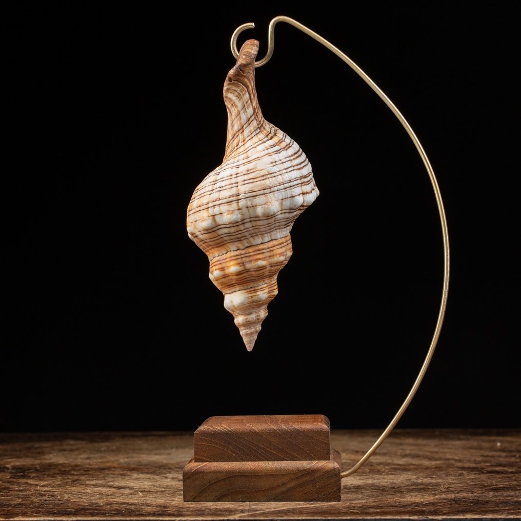 Trapezium Horse Conch on Custom Stand Sea shell - Pleuroploca Trapezium - 255×140×80 mm #4.3