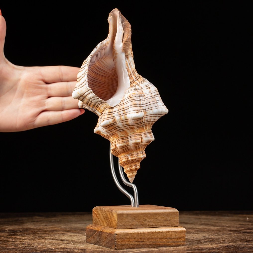 Sea Shell and Design - Structură artistică manuală din lemn și oțel - Scoică  - Pleuroploca Trapezium - 255×110×108 mm #1.2