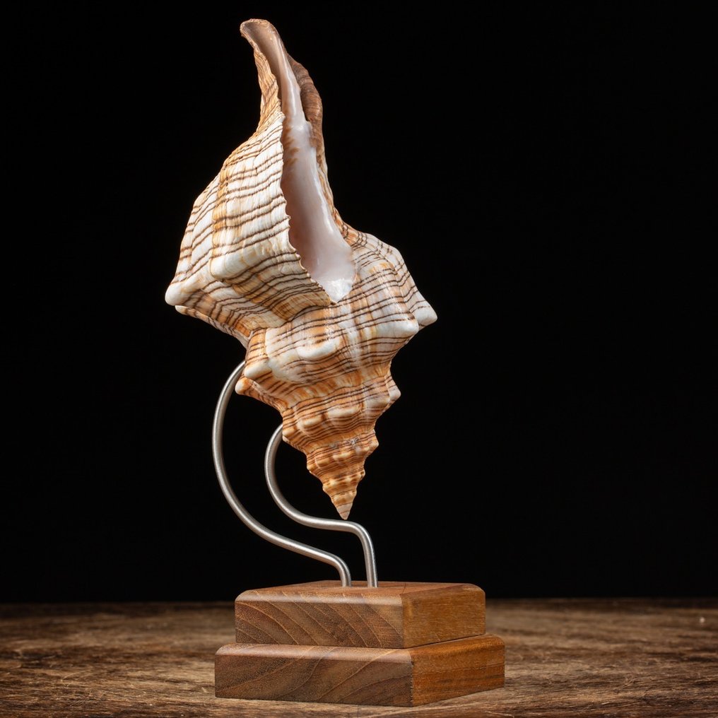 Sea Shell and Design - Structură artistică manuală din lemn și oțel - Scoică  - Pleuroploca Trapezium - 255×110×108 mm #2.1