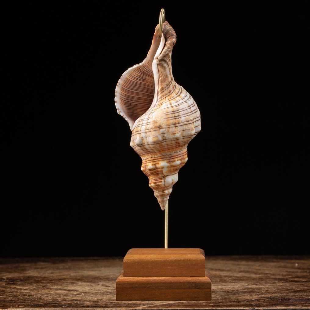 Trapezium Horse Conch on Custom Stand Sea shell - Pleuroploca Trapezium - 255×140×80 mm #1.0