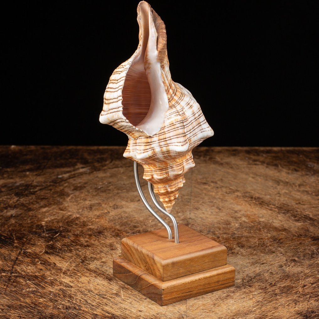 Sea Shell and Design - Structură artistică manuală din lemn și oțel - Scoică  - Pleuroploca Trapezium - 255×110×108 mm #1.1