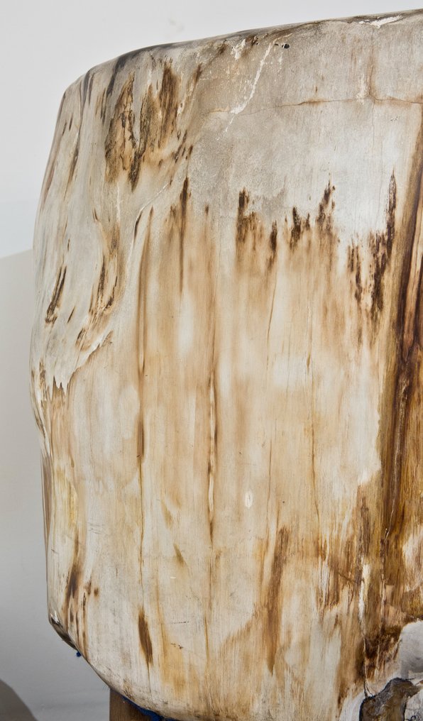 Palmen-Xylopal - Versteinertes Holz - Dipterocarpus sp. - 80 cm #3.2