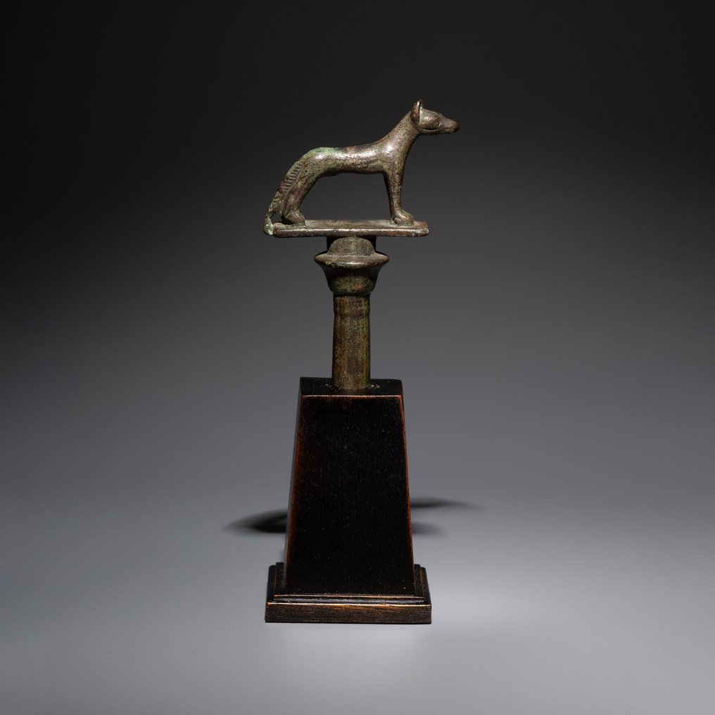 Égypte ancienne Bronze Dieu Wepwawet - Terminal sceptre Upuaut. Période tardive, 626 - 323 av. 17,5 cm H. #2.1